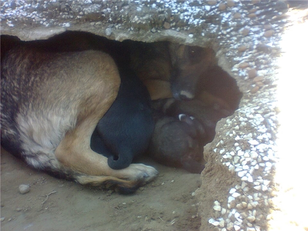 Khi đến gần anh mới vỡ lẽ rằng đây là một gia đình chó đang dùng ngôi mộ làm nơi trú ẩn