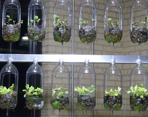 Một cách dùng chai nhựa trồng rau khi nhà bạn không có diện tích đủ để đặt chúng xuống đất. Rất hay và tiện lợi phải không nào?