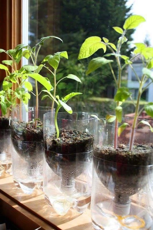 Cũng là một cách trồng rau vào chai nhựa, nhưng cách này bạn để chúng ở dưới và cho đất trồng vào đầu chai, còn phần đít chai thì bạn cho nước vào rồi trồng cây như trong hình