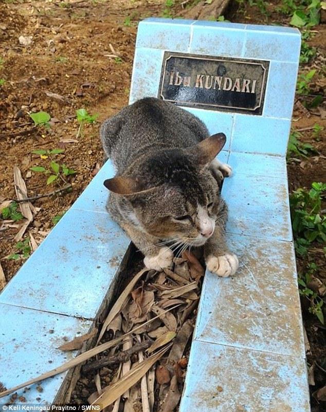 Chú mèo nằm trên mộ khóc thương bà Kundari