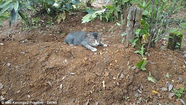 Sau khi ăn uống no bụng, chú mèo lại quay trở về khu mộ