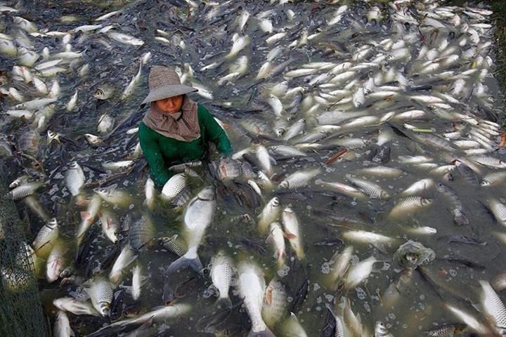 Cá rô phi nuôi ở Trung Quốc có nguy cơ nhiễm chất hóa học độc hại cao. 