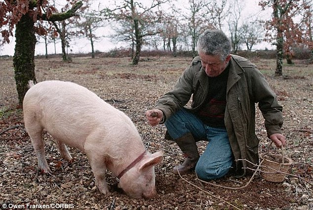 Chú lợn đánh hơi thấy mùi hương của khối nấm ẩn dấu trong đất