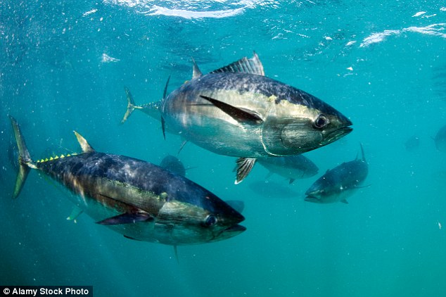 Cá ngừ vây xanh dễ làm tăng nguy cơ mắc bệnh sán cho người ăn
