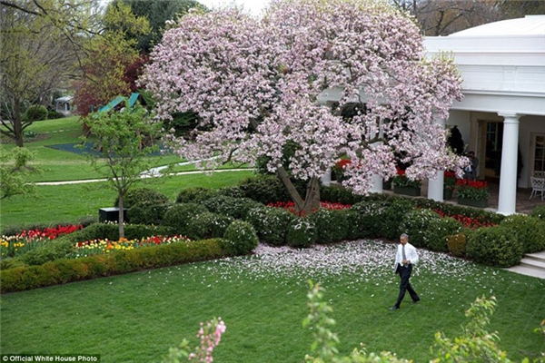 Tổng thống Obama dạo bước trong khu vườn bên trong Nhà Trắng
