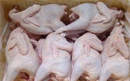 Theo chuyên gia thì gà không đầu, không chân chính là gà thải loại nhập khẩu từ Hàn Quốc 