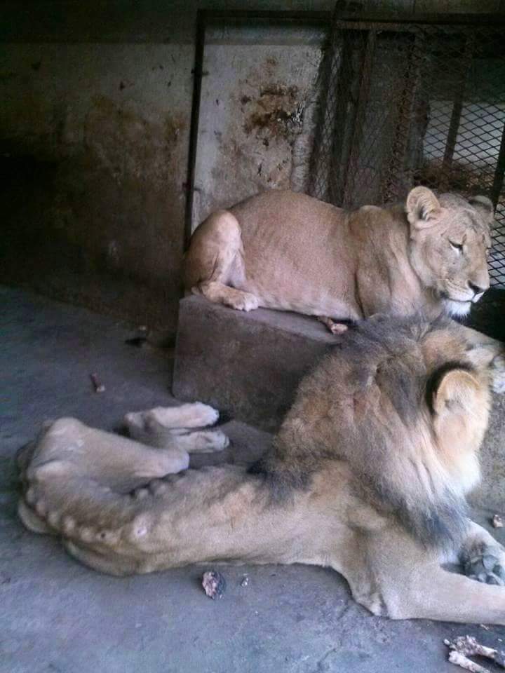 Hình ảnh đáng thương của những con sư tử đói khát trong sở thú Taiz. 