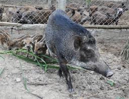 Lợn rừng Thái Lan