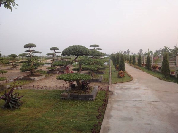 Vườn cây cảnh của gia đình Đỗ Mạnh Hùng