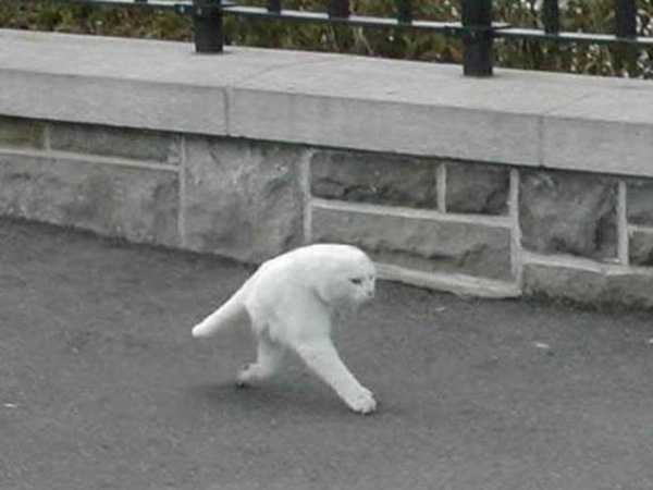 Rõ ràng là một nàng mèo trắng xinh xắn đang khoan thai bước đi vậy mà vào ống kính lại thành sinh vật hai chân đáng sợ thế này đây.