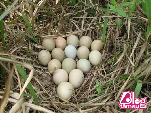 Ổ trứng được phát hiện trong một lùm cây trên khu rừng gần nơi người dân sinh sống 