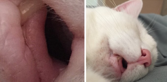 Chỉ là miệng của một chú mèo đang ngủ thôi mà.