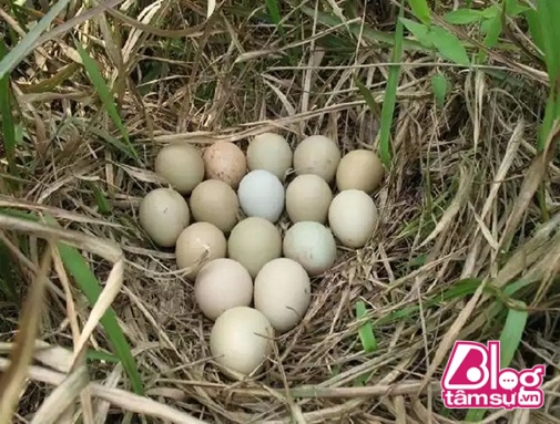 Ổ trứng được phát hiện trong một lùm cây trên khu rừng gần nơi người dân sinh sống