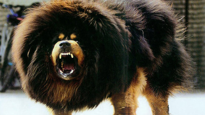 Một con ngao Tây Tạng đực có thể cao 83 cm và nặng 72kg. Chúng là giống chó có bộ Gen cổ xưa nhất trên thế giới hiện nay.