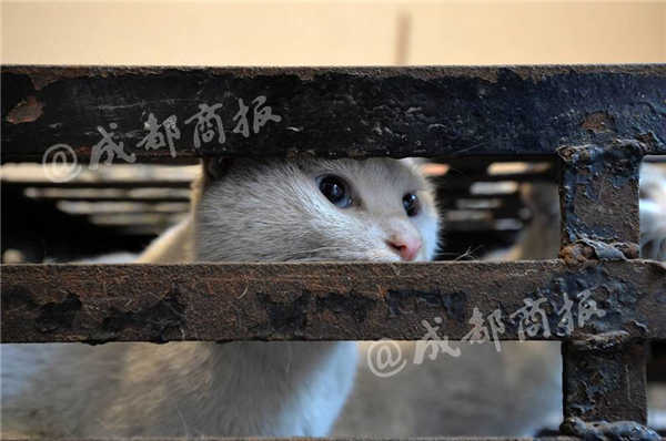 Huang đã tiêu thụ hàng chục tấn thịt mèo dựa trên danh tiếng là một nhà yêu động vật