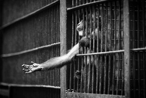 Những chú khỉ được nuôi nhốt trong sở thú không hề vui vẻ, hạnh phúc như người ta tưởng. Khao khát về sự tự do, được thả về với môi trường tự nhiên luôn ẩn sâu trong mỗi loại động vật. Những chiếc lồng sắt, những chiếc vòng xích không phải là thứ chúng muốn nhận
