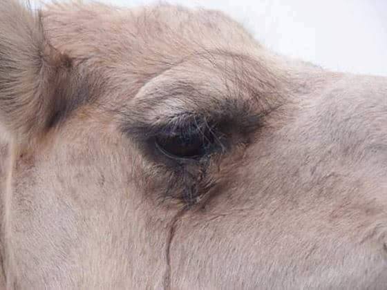 Chẳng phải chỉ riêng con người, chú lạc đà này gây ngạc nhiên vì đã khóc khi nghe kinh Koran