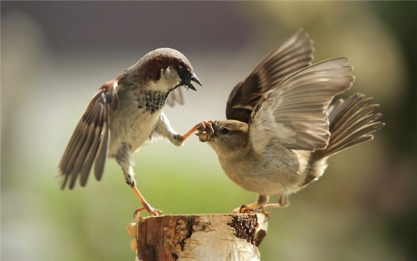 20161011-061312-309905-sparrow-couple-fighting-bird-3840x2400-880-08c207fd7e-1475593137_600x375-1