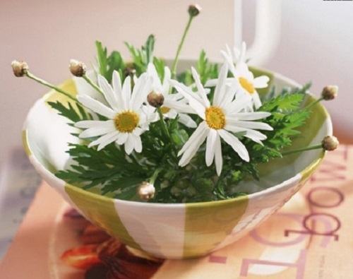 Nếu không thích cắm hoa vào bình thì bạn có thể cắm hoa vào bát như này chỉ với những bông hoa cúc trắng tinh khiết